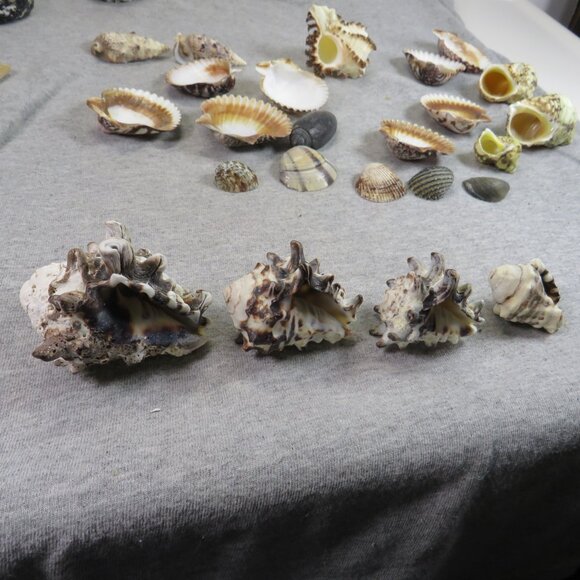 Black & White and Patterned REAL Sea Shells variety of sizes and styles - Picture 11 of 16